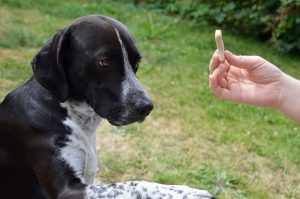 Adestrador de cachorro 4 motivos para contratar um adestrador