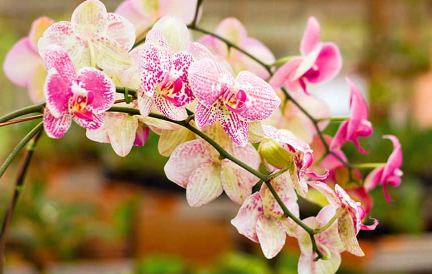 Jardim de orquídeas